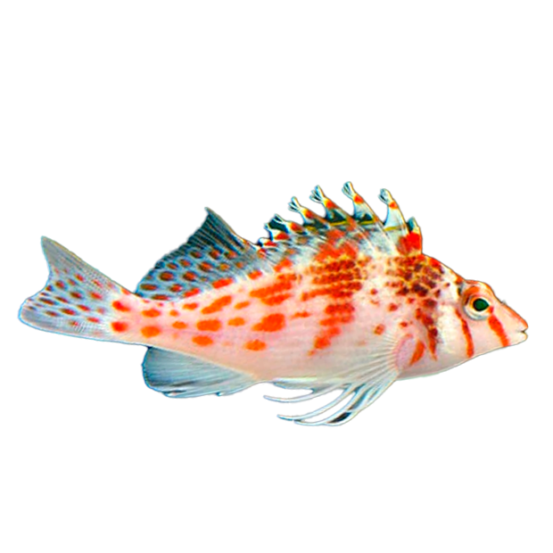 Imagem do peixe Peixe Falcão